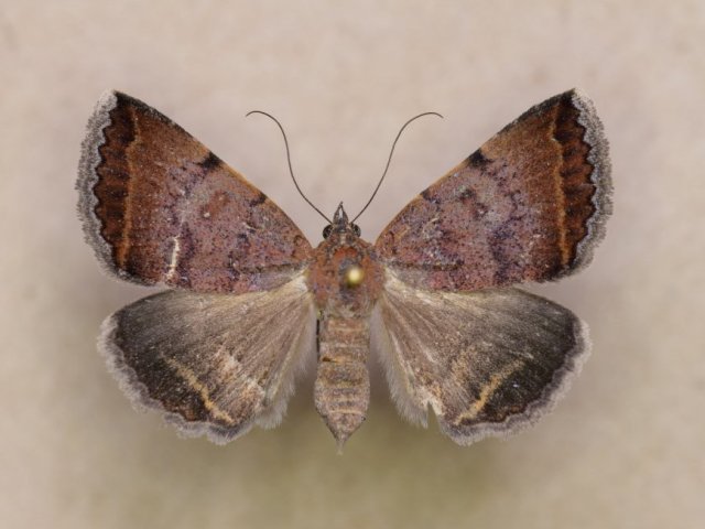 Plecopterodes sp1